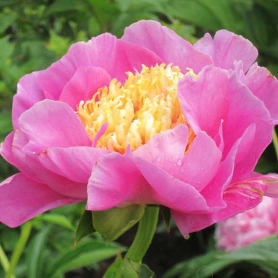 Пион Антверпен