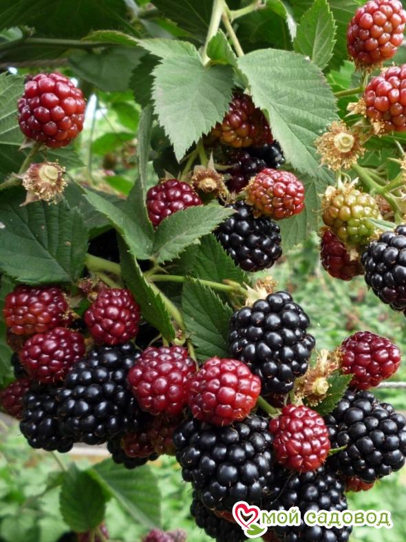 Ежемалина Марион