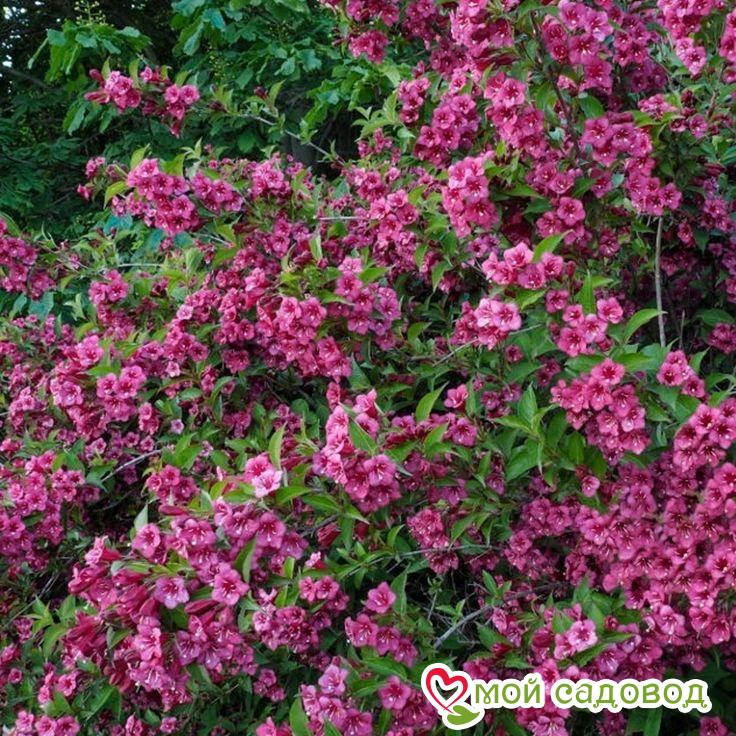 Вейгела цветущая "Румба"