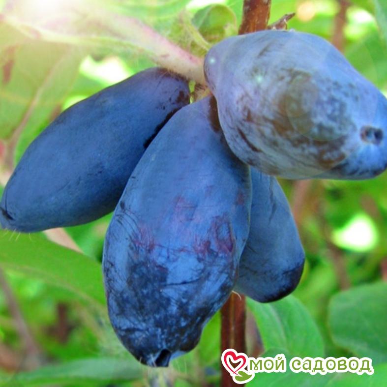 Жимолость Сластена