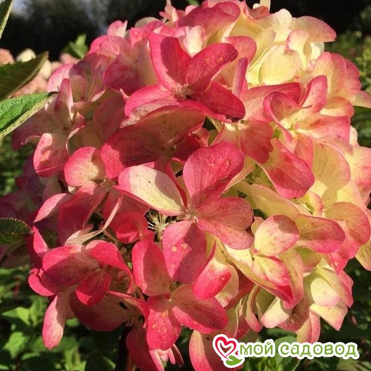 Гортензия Граффити