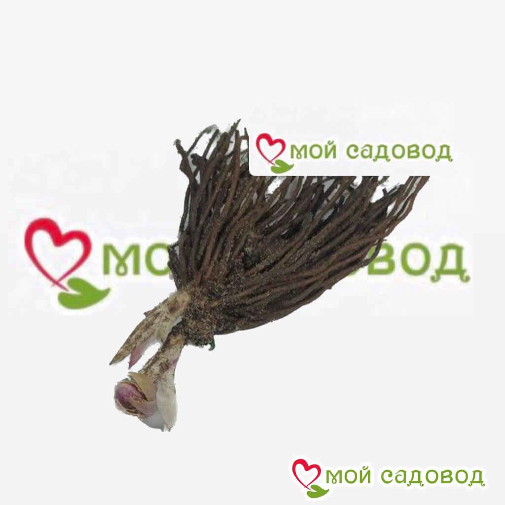 Хоста Джентл Винд