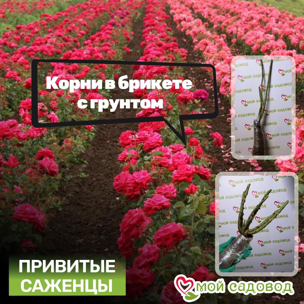 Роза Мунлит Блаш